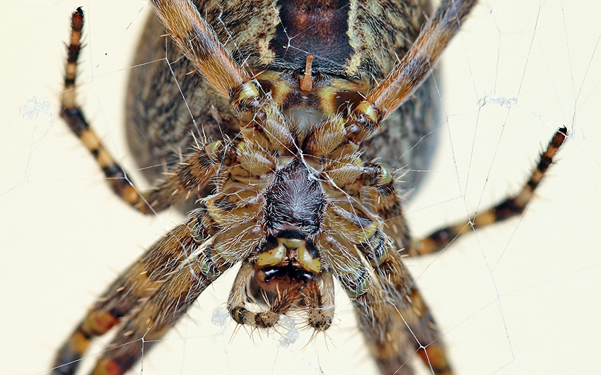 Araenus diadematus - Badalucco (IM)